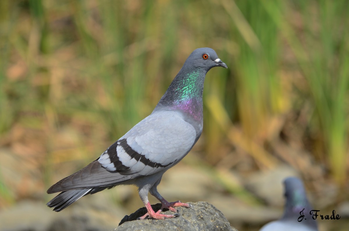 Rock Pigeon (Feral Pigeon) - José Frade