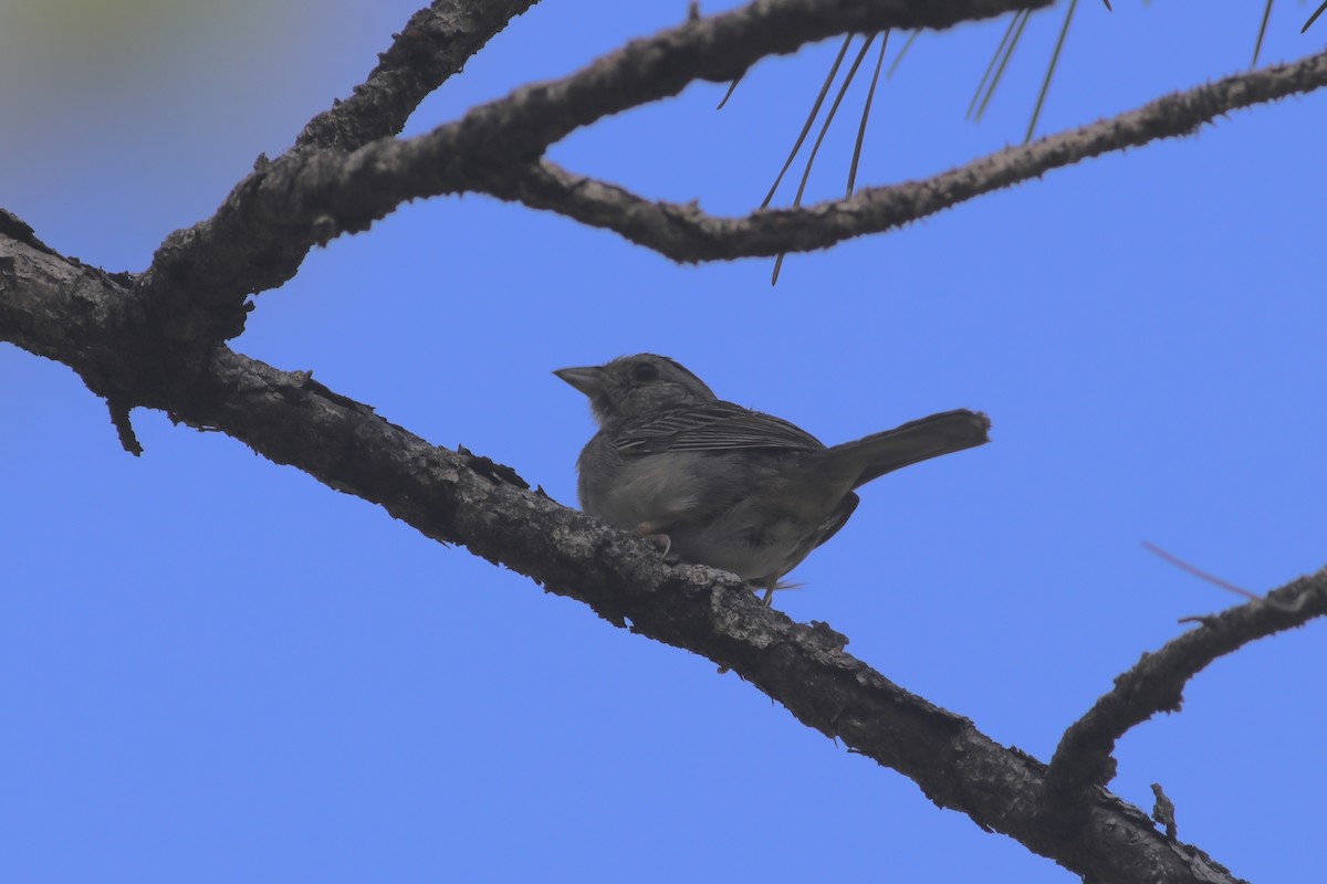Bruant des pinèdes - ML440863661