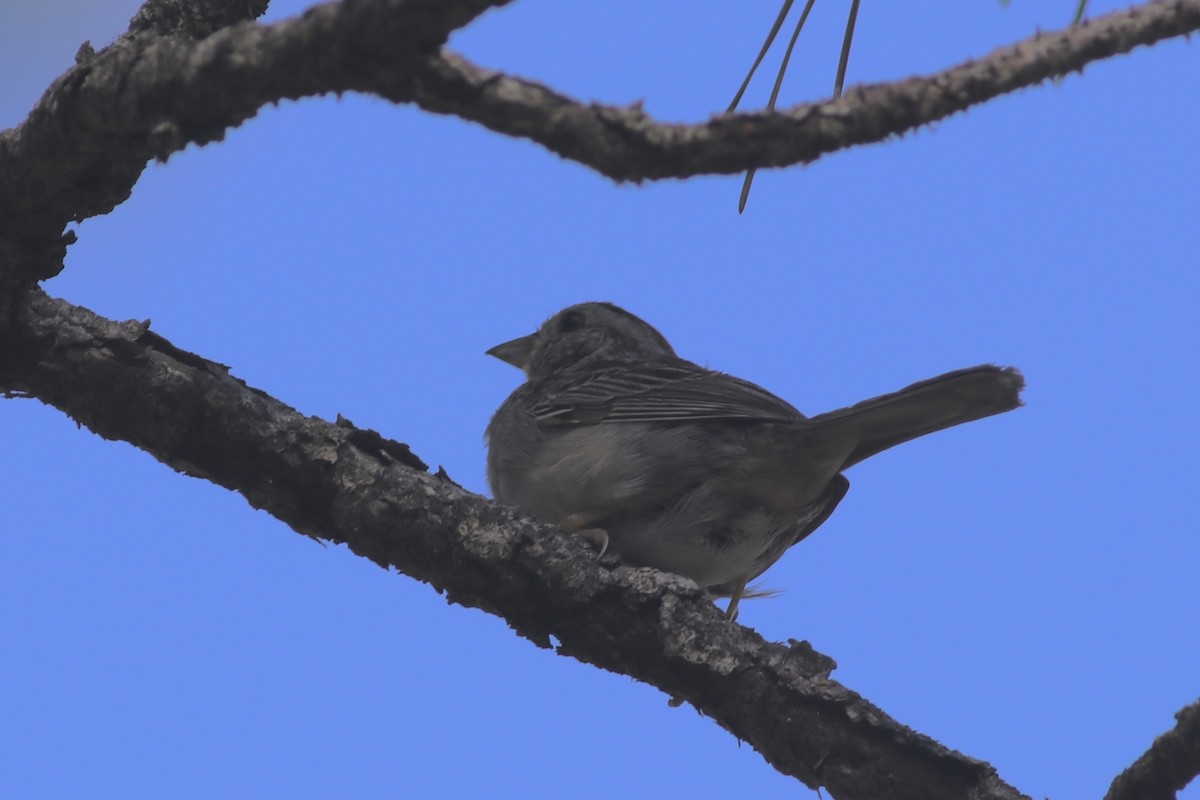 Bachman's Sparrow - ML440863671