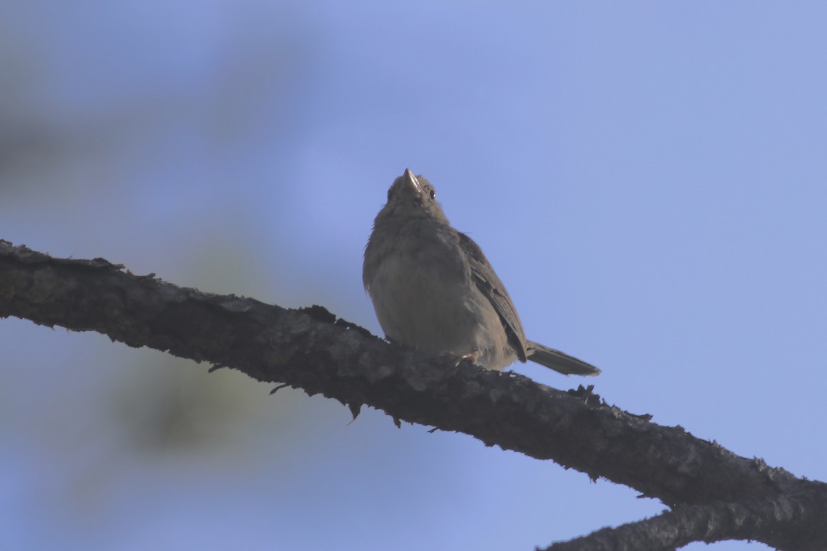 Bachman's Sparrow - ML440863681