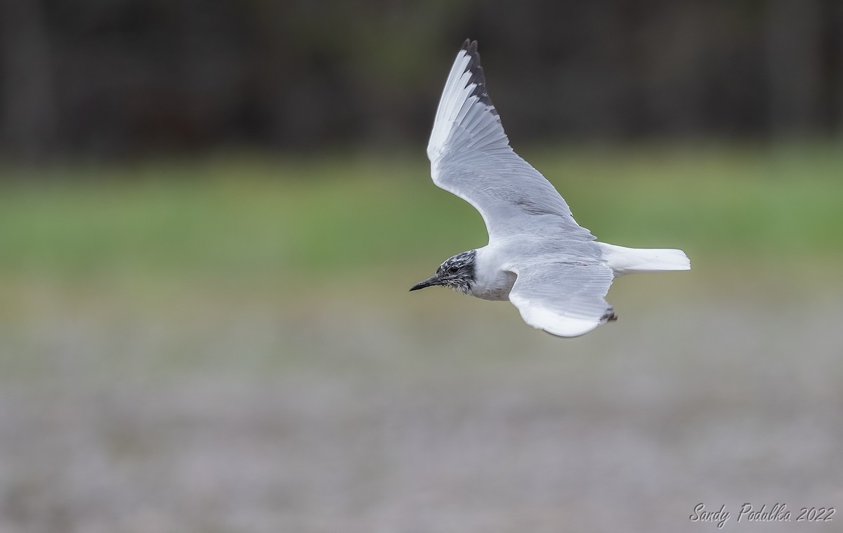 Bonaparte's Gull - ML440865151