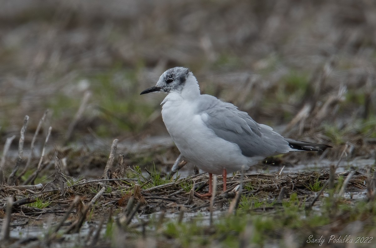 Bonaparte's Gull - ML440865161