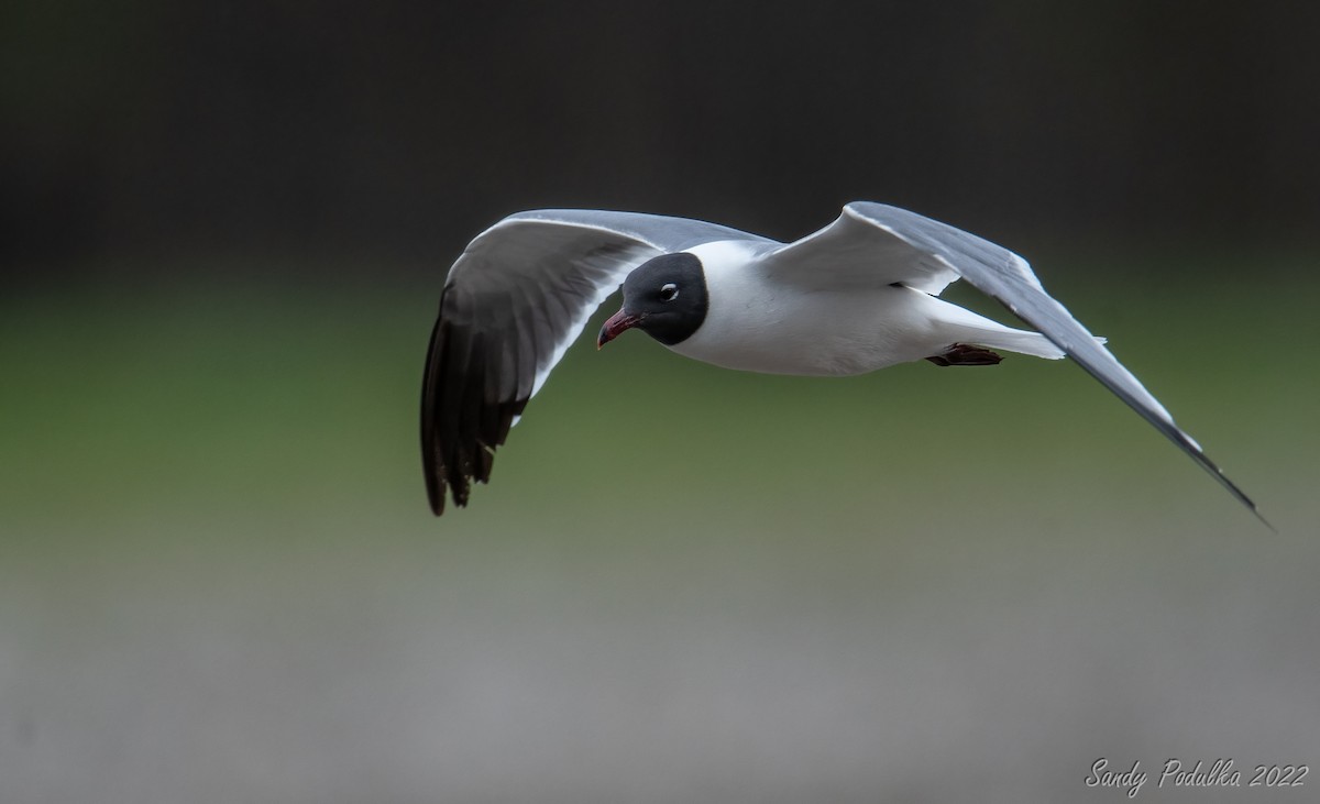 Laughing Gull - ML440865261