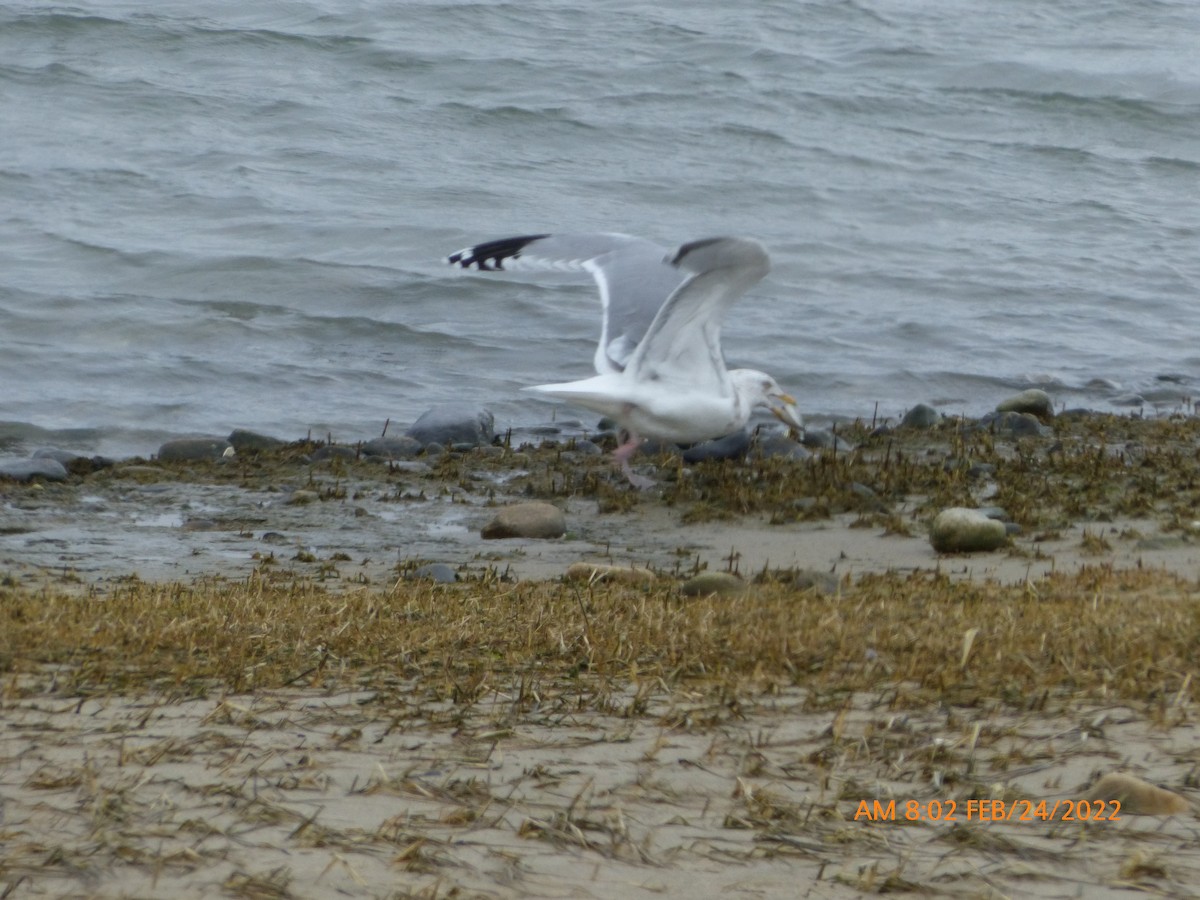 Herring Gull - ML440865801