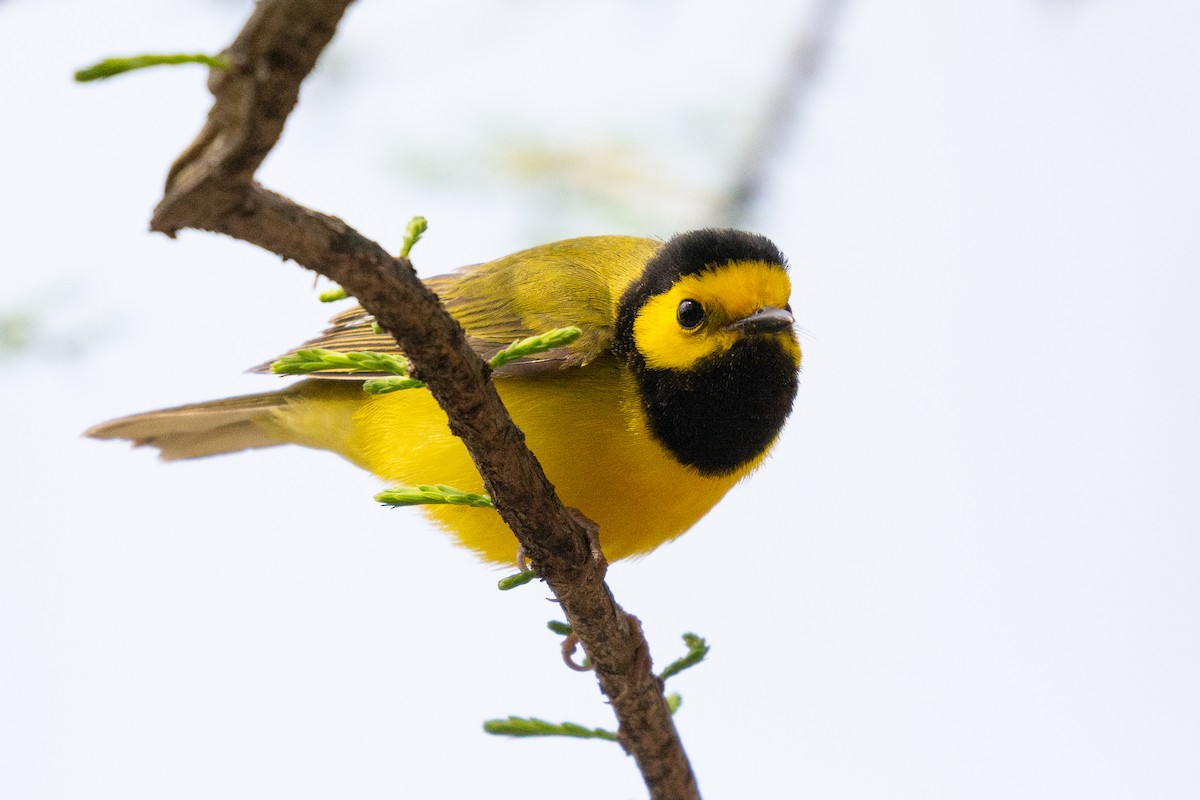 Hooded Warbler - Josh Davidson