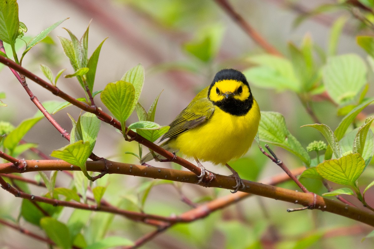 Hooded Warbler - Josh Davidson