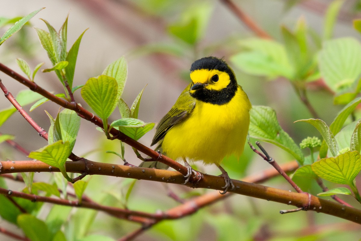 Hooded Warbler - Josh Davidson