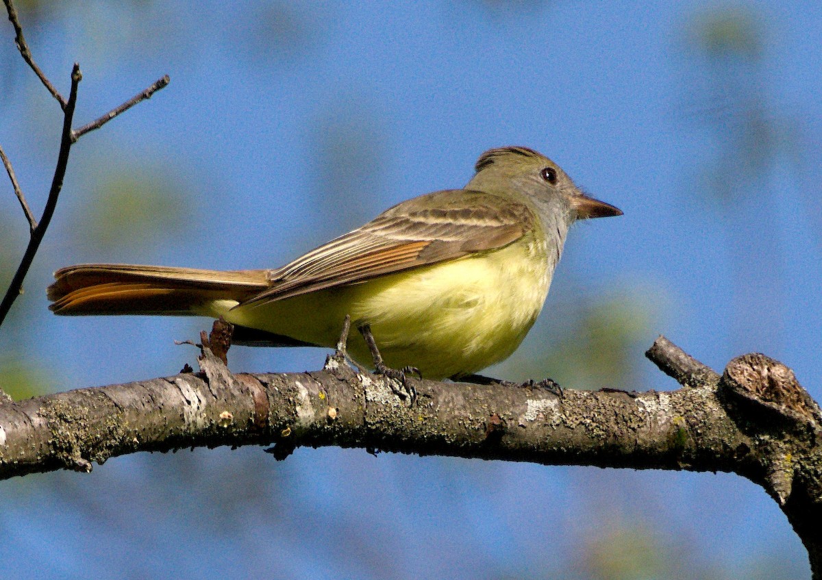 Great Crested Flycatcher - ML440867741