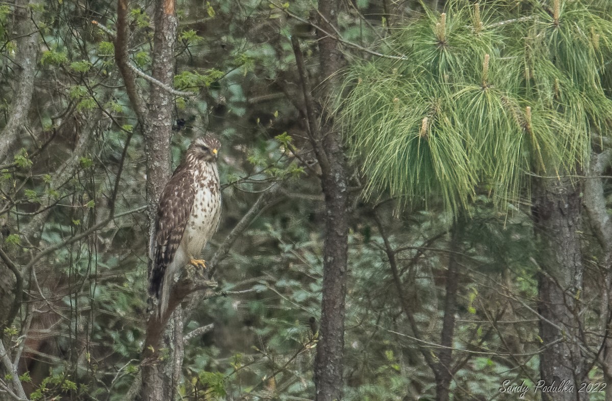 Red-shouldered Hawk - ML440867781