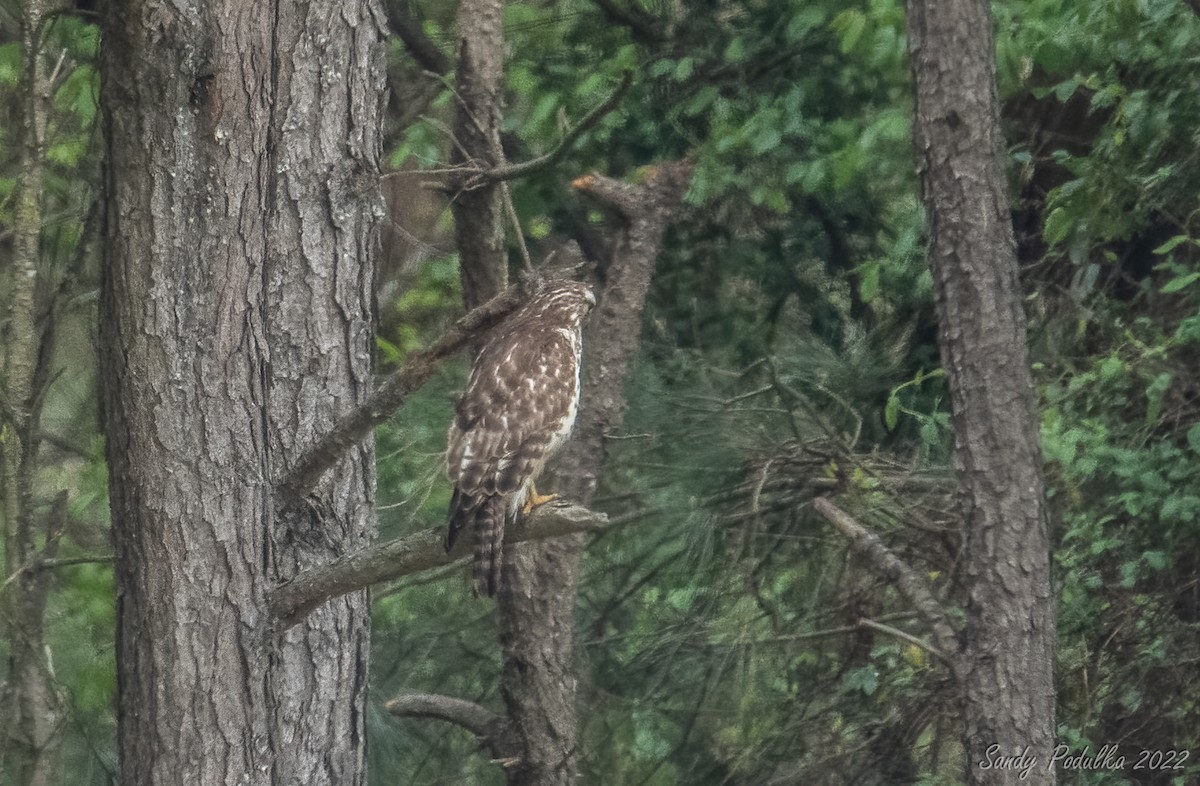 Red-shouldered Hawk - ML440867791