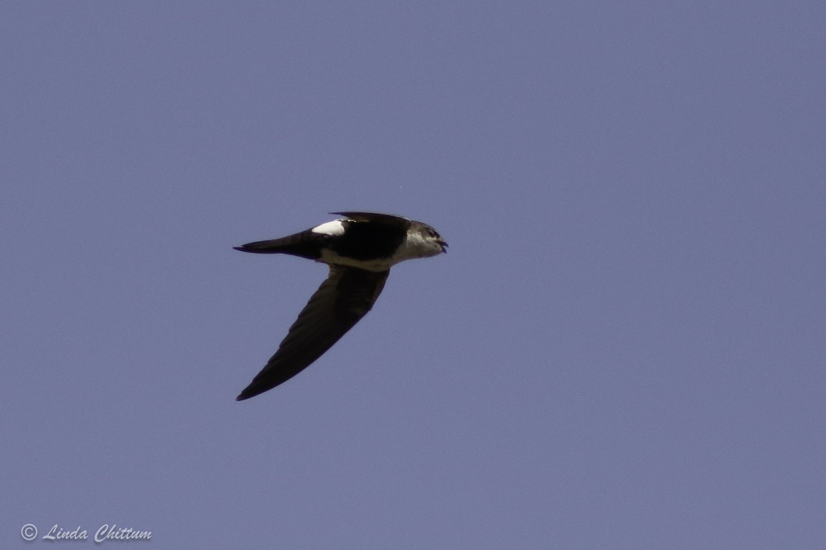 White-throated Swift - ML440867941
