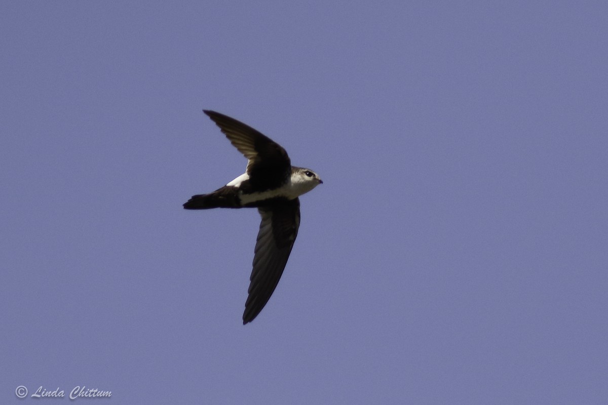 White-throated Swift - ML440867971