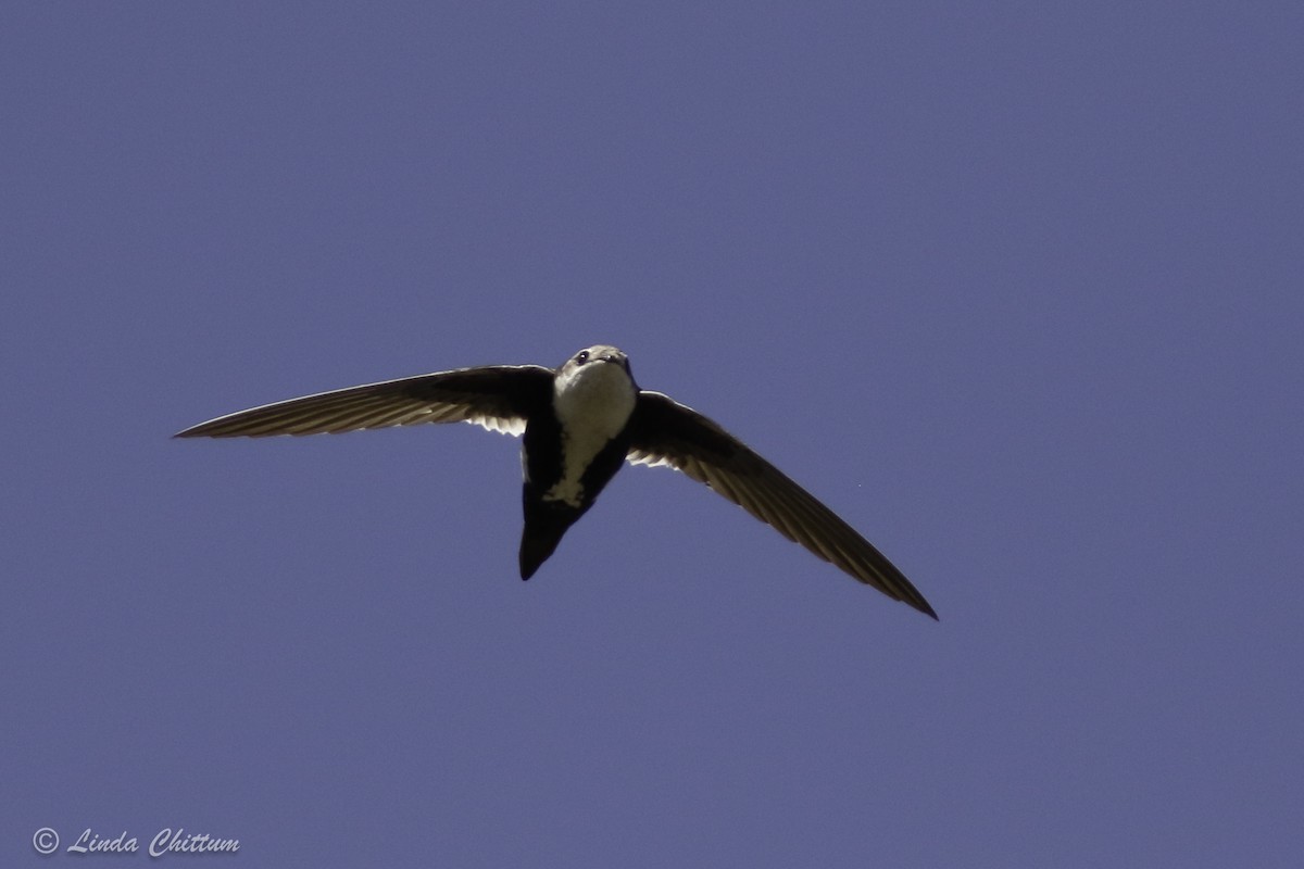 White-throated Swift - ML440867981