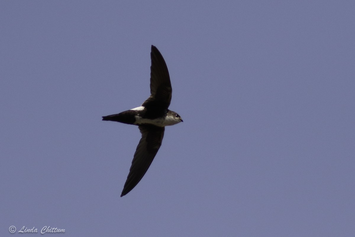 White-throated Swift - ML440867991