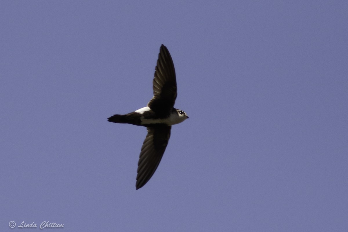 White-throated Swift - ML440868031