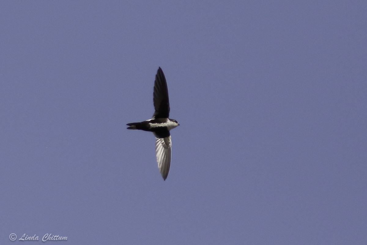 White-throated Swift - ML440868041