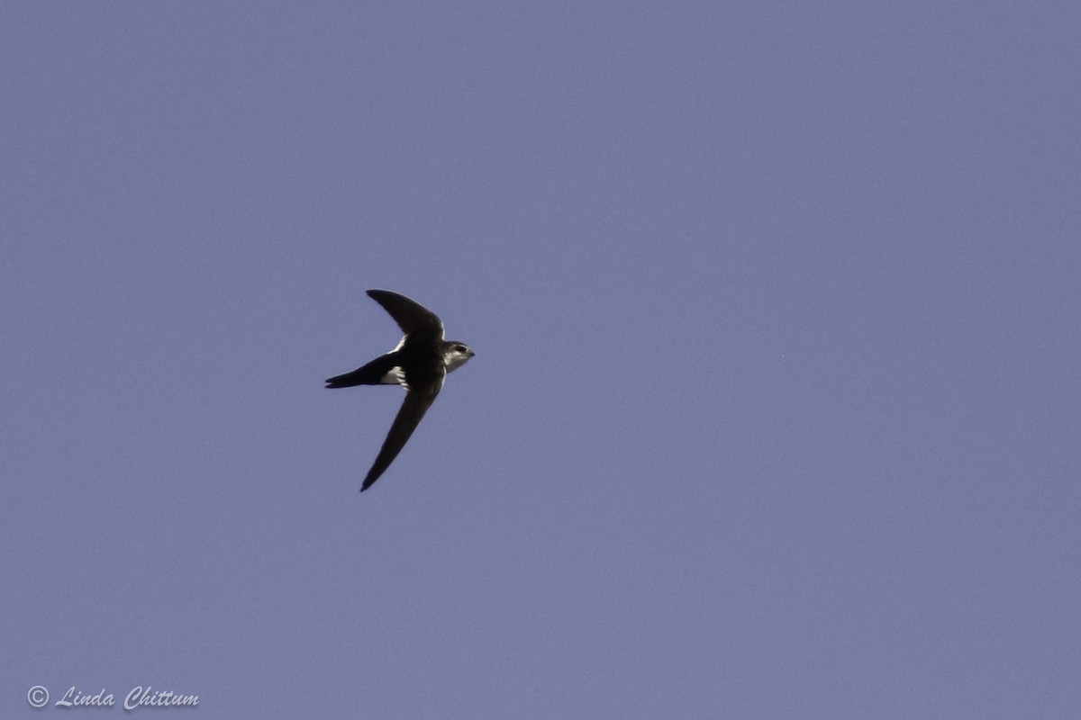 White-throated Swift - ML440868061