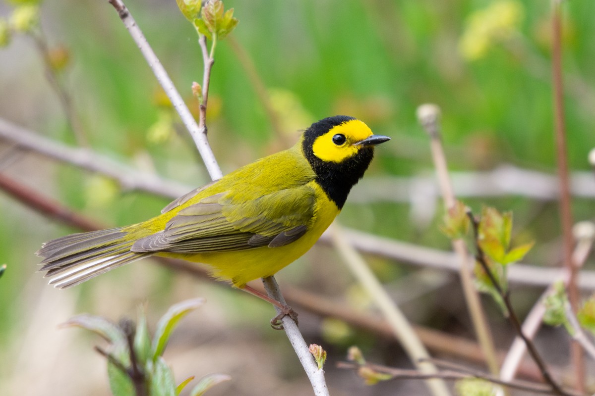 Hooded Warbler - ML440868091