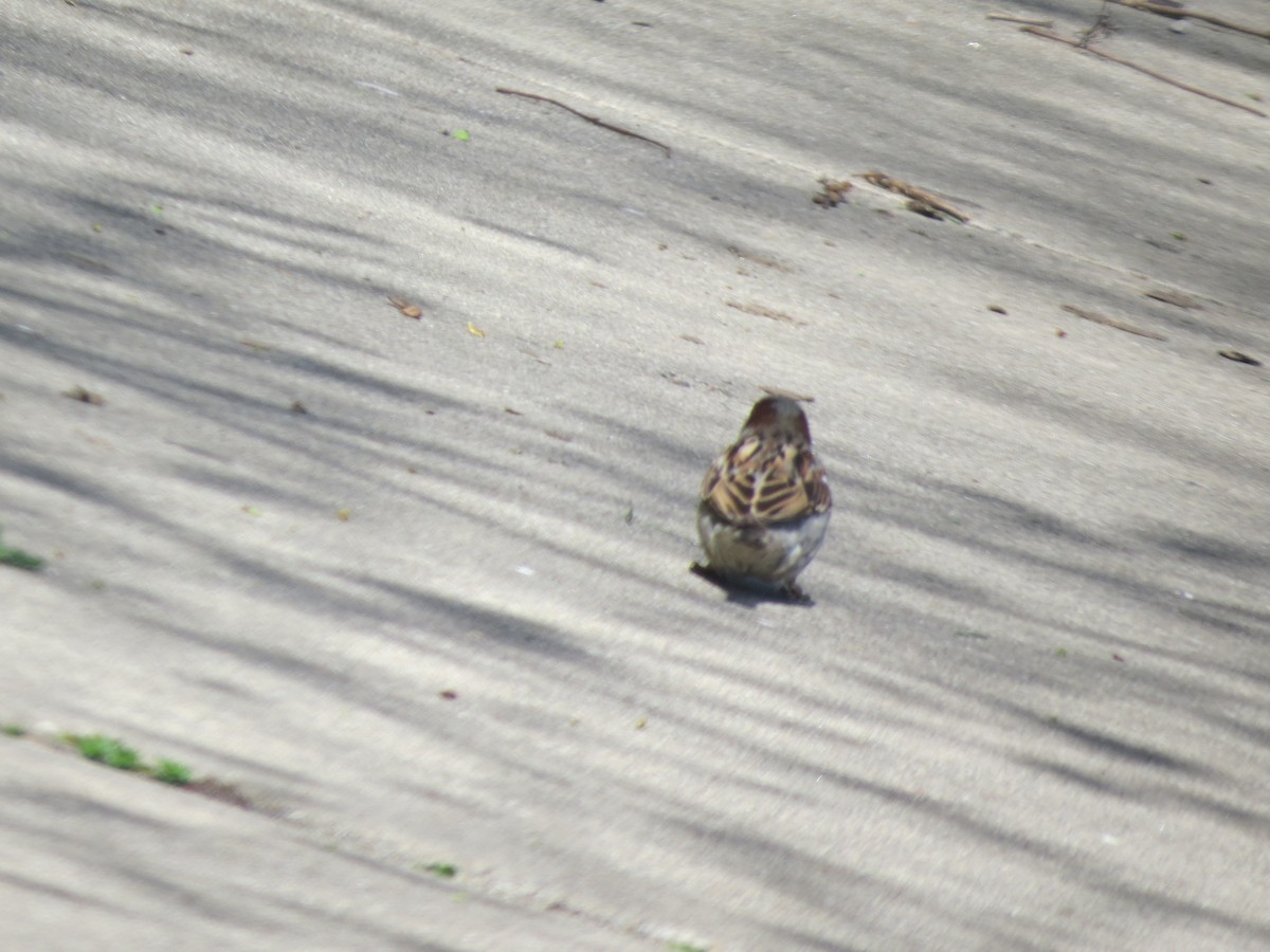 Moineau domestique - ML440868261