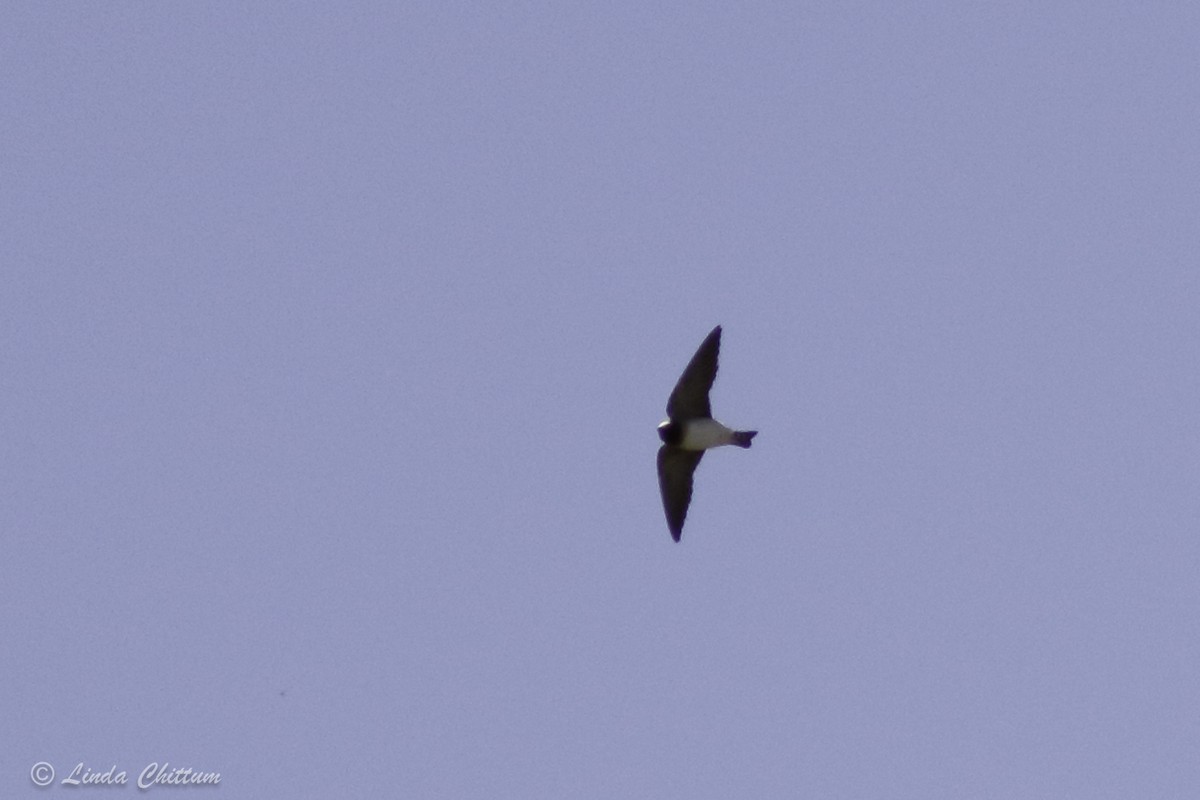 Northern Rough-winged Swallow - ML440869711