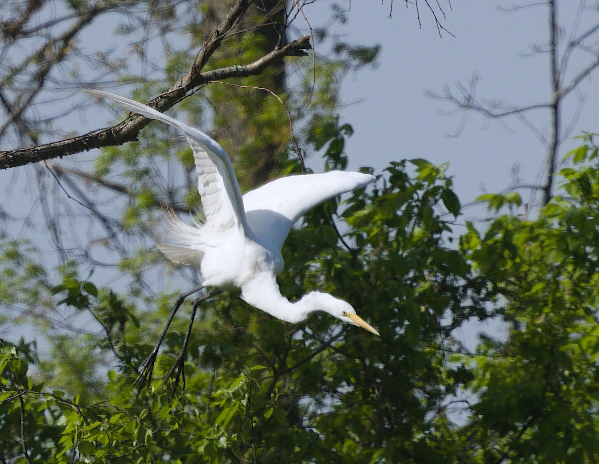 Great Egret - ML440869801