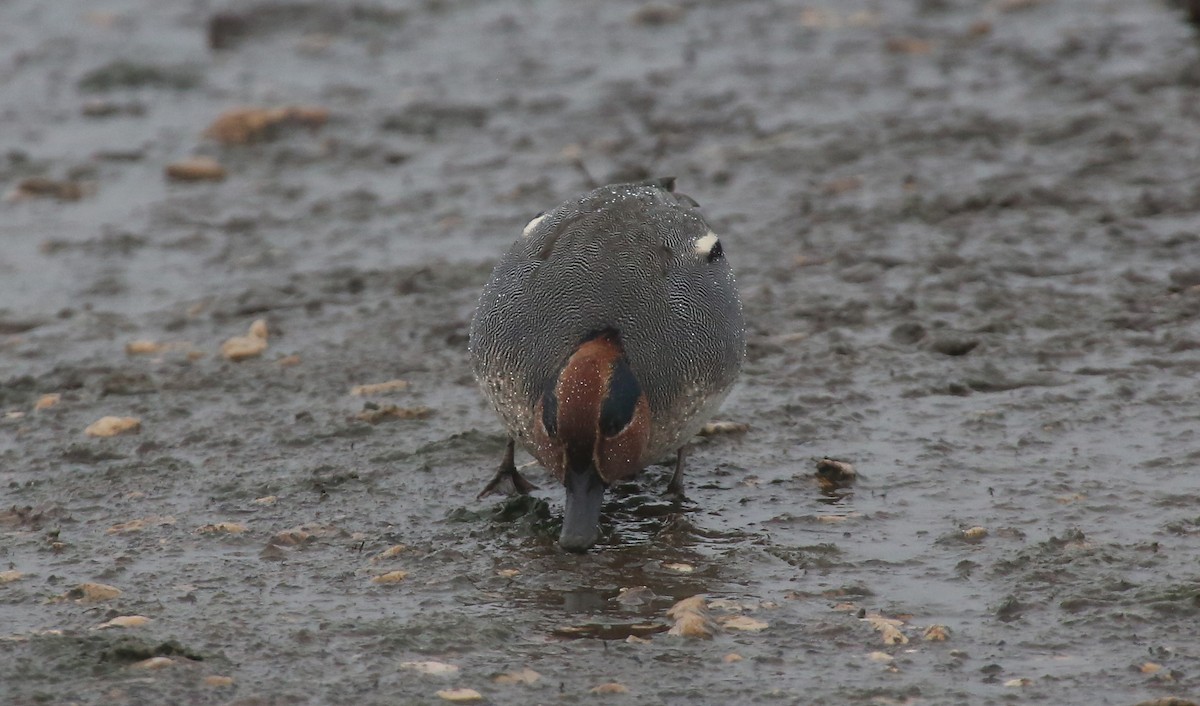 Green-winged Teal (Eurasian) - ML44087001