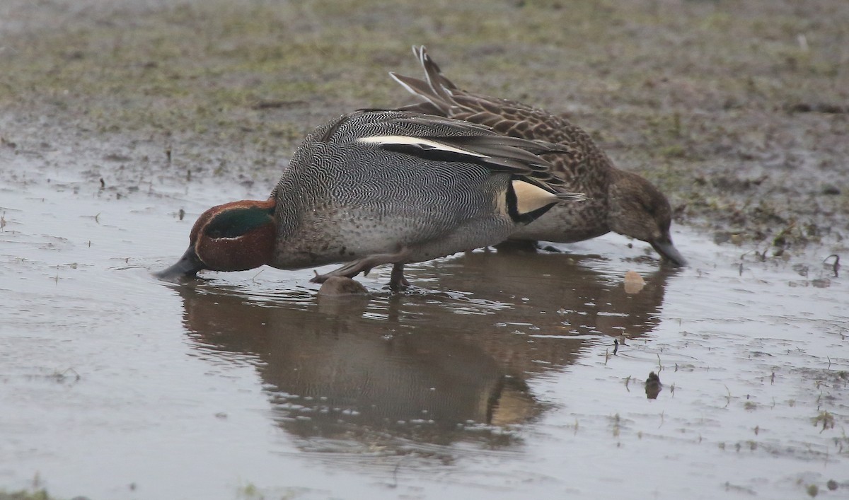 Green-winged Teal (Eurasian) - Paul Chapman