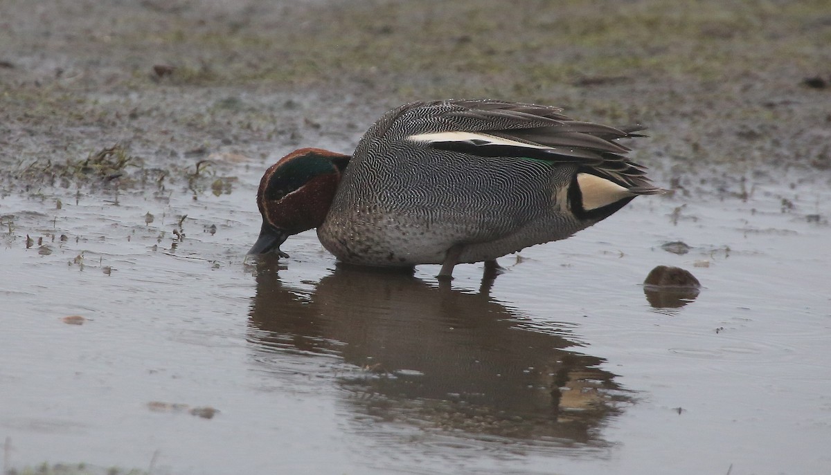 Green-winged Teal (Eurasian) - Paul Chapman