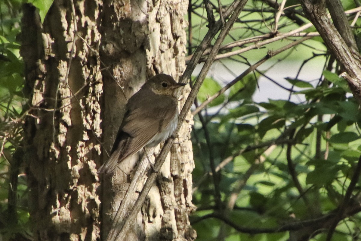 Gray-cheeked Thrush - ML440871561