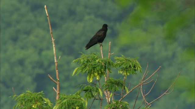 American Crow - ML440872