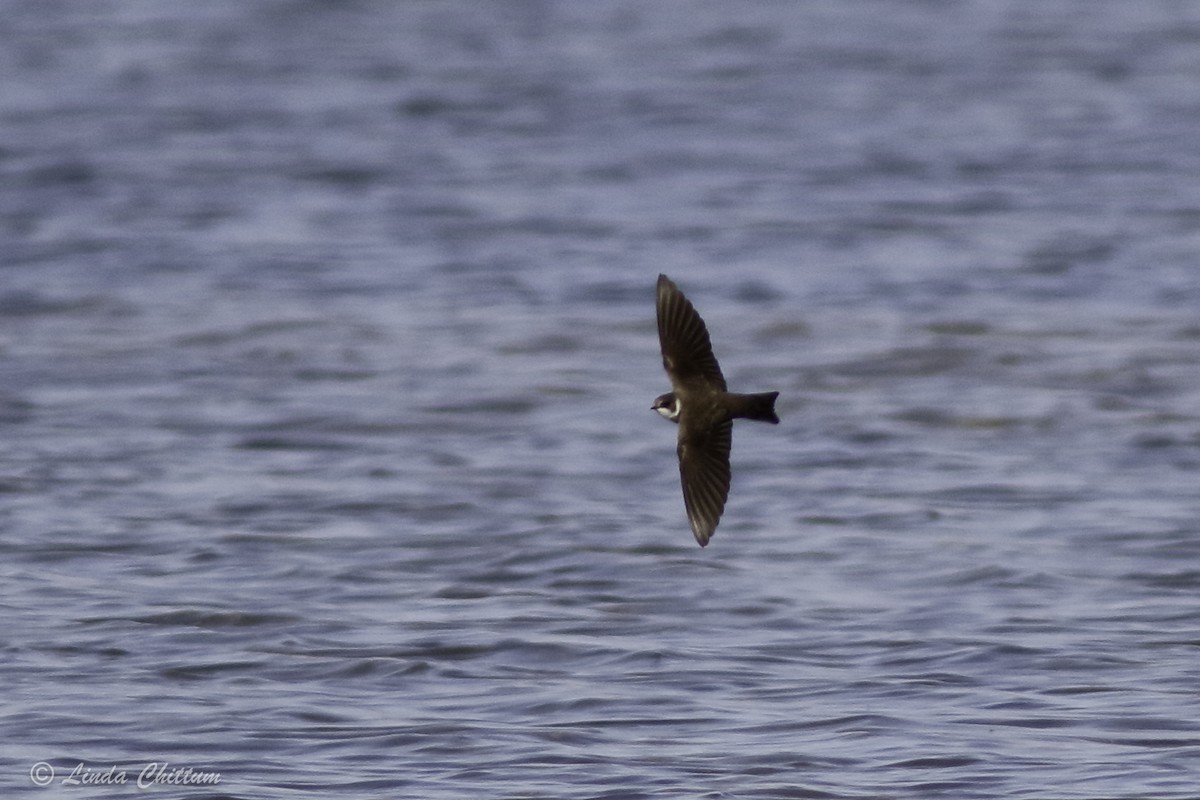 Bank Swallow - ML440872711