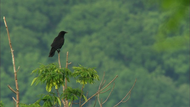 American Crow - ML440873