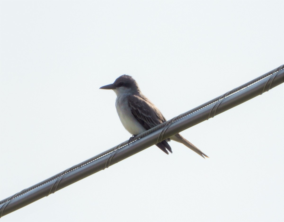 Gray Kingbird - ML440873141