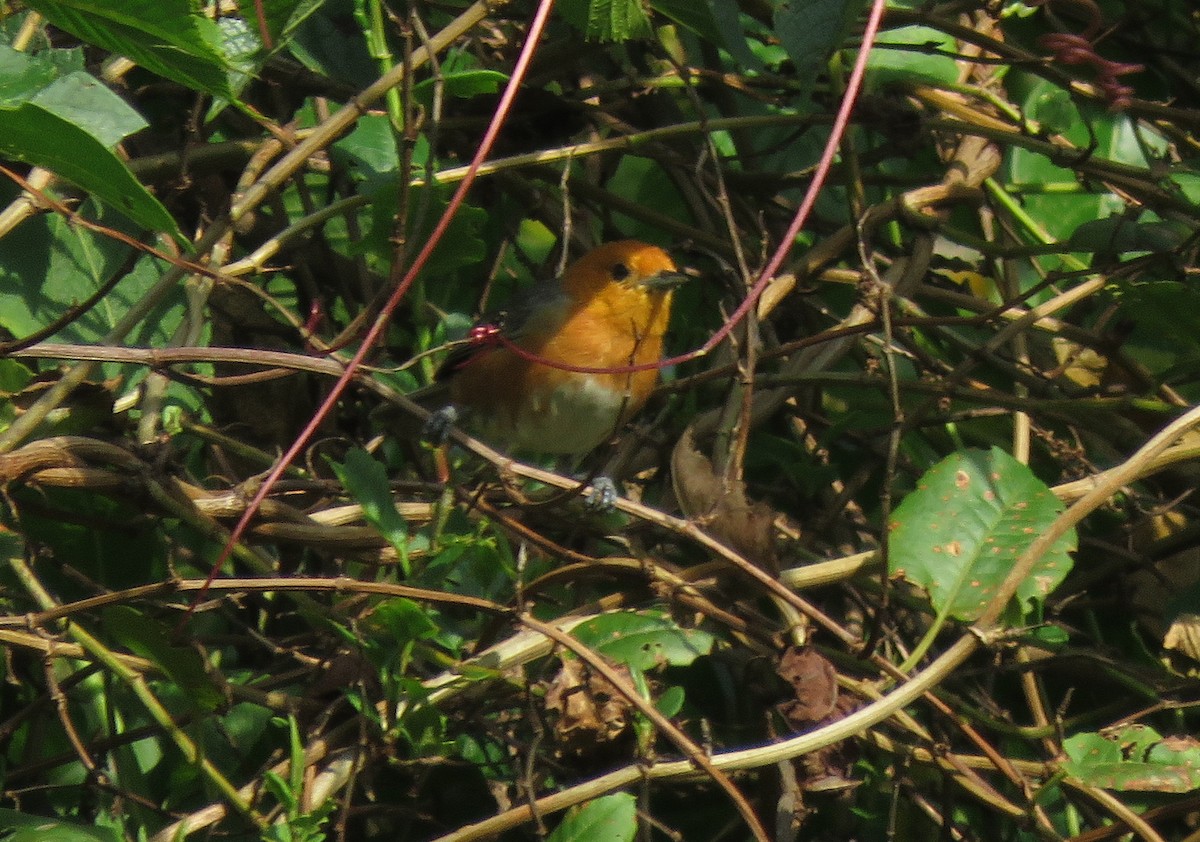 Rufous-chested Tanager - Iván Lau