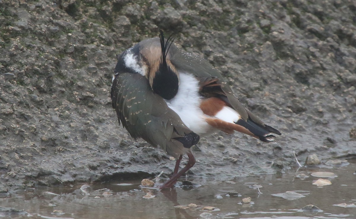 Northern Lapwing - ML44087381