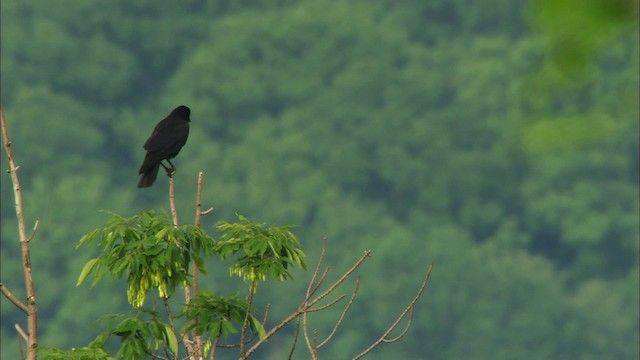 American Crow - ML440874