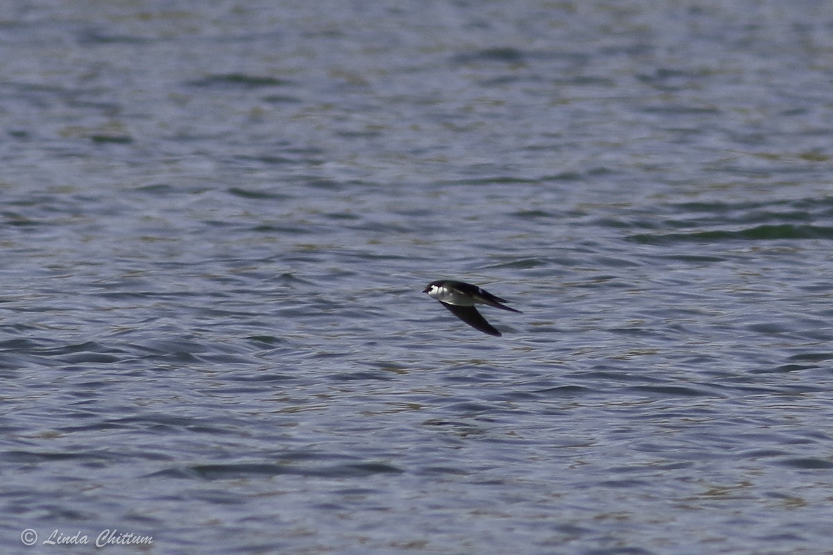 Golondrina Verdemar - ML440874571