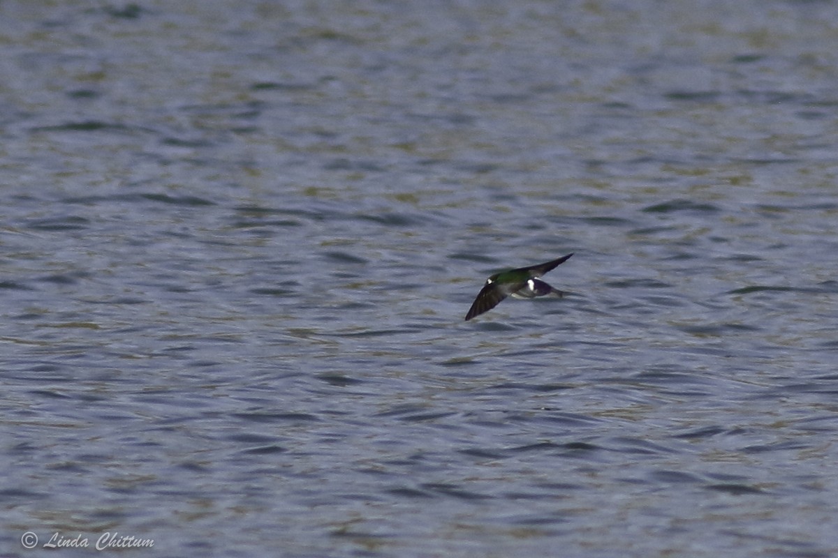 Golondrina Verdemar - ML440874591