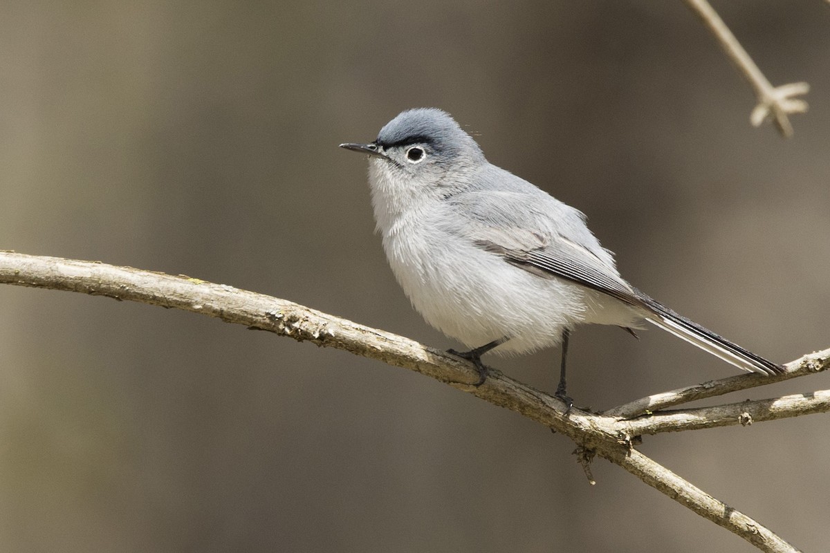 Blue-gray Gnatcatcher - Michael Bowen