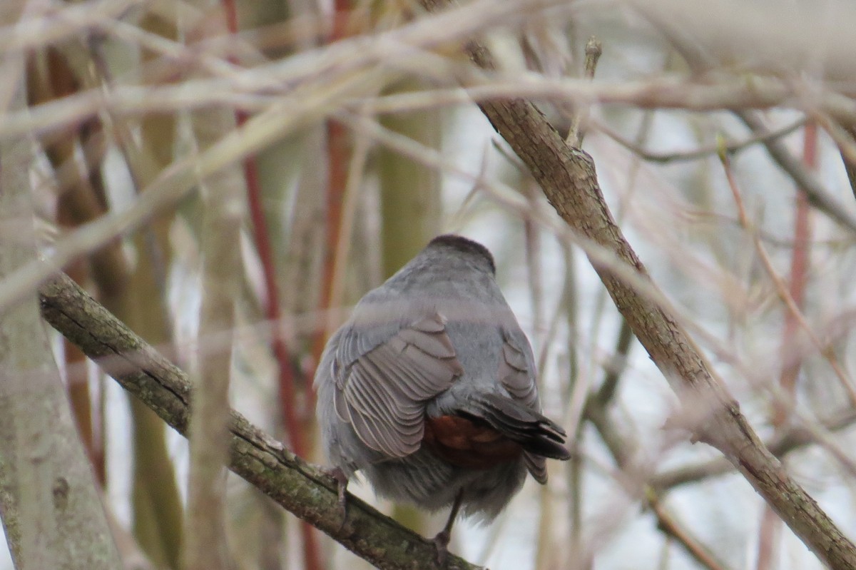 Gray Catbird - ML440876281