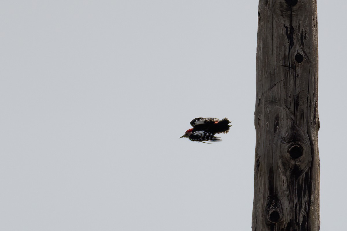 Middle Spotted Woodpecker - ML440877101