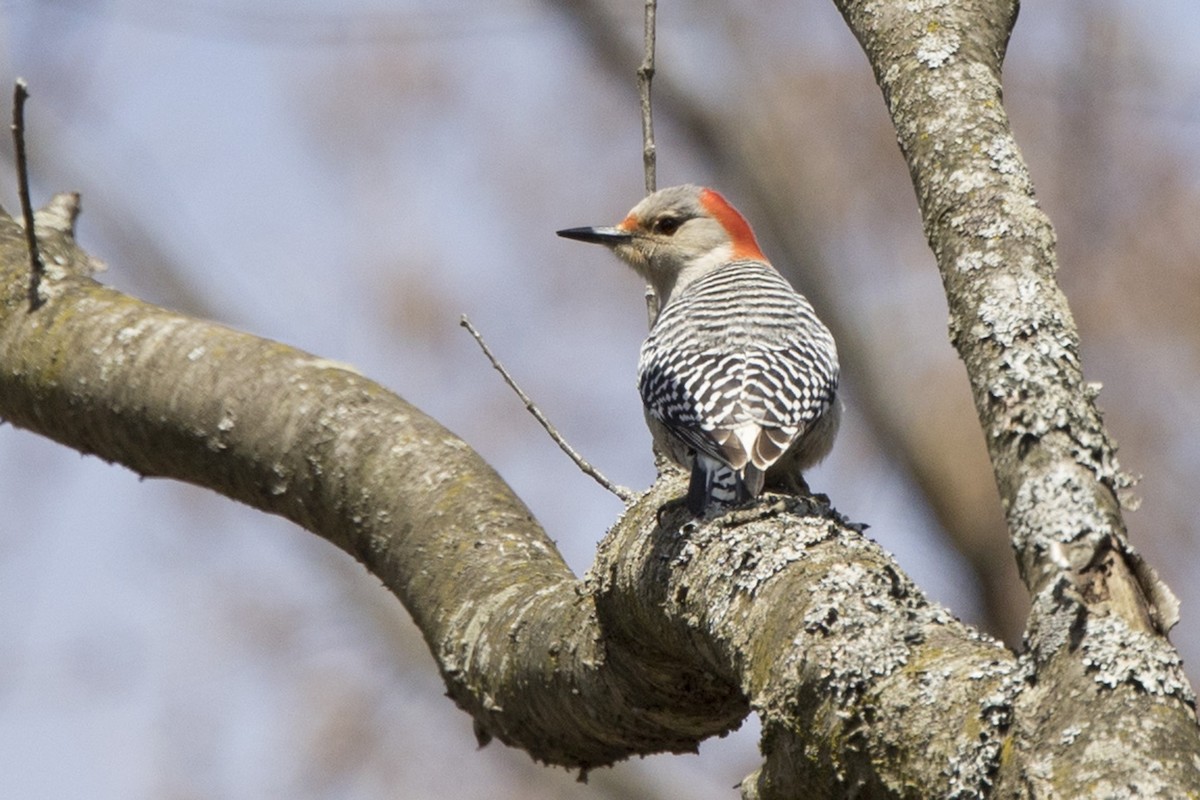 Red-bellied Woodpecker - ML440877591