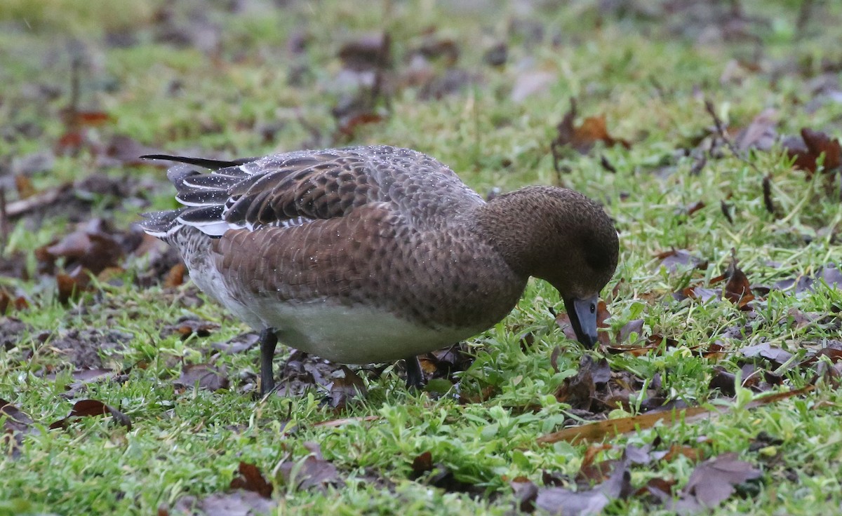 Eurasian Wigeon - ML44088011