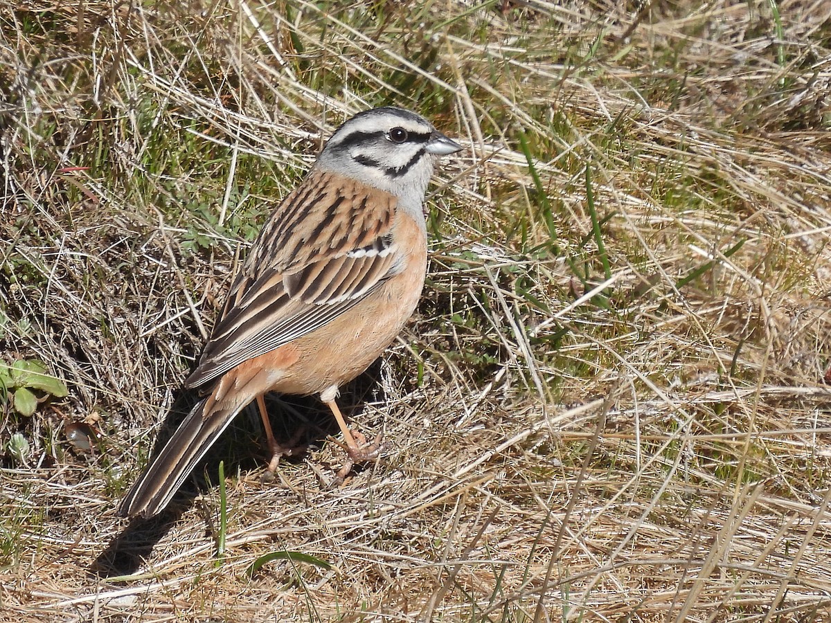 Rock Bunting - ML440881221