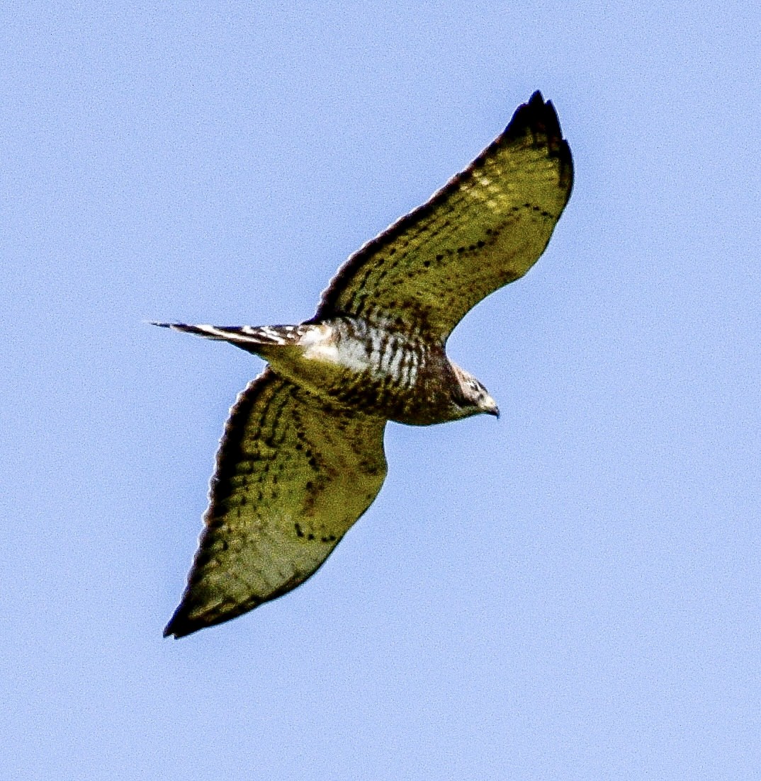 Broad-winged Hawk - ML440881441
