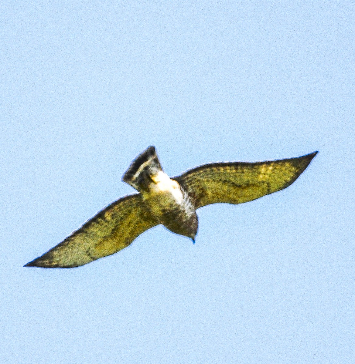 Broad-winged Hawk - ML440881451