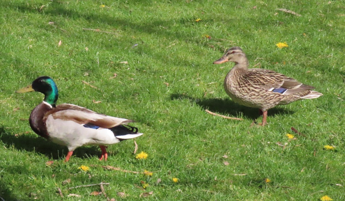 Mallard - ML440881641