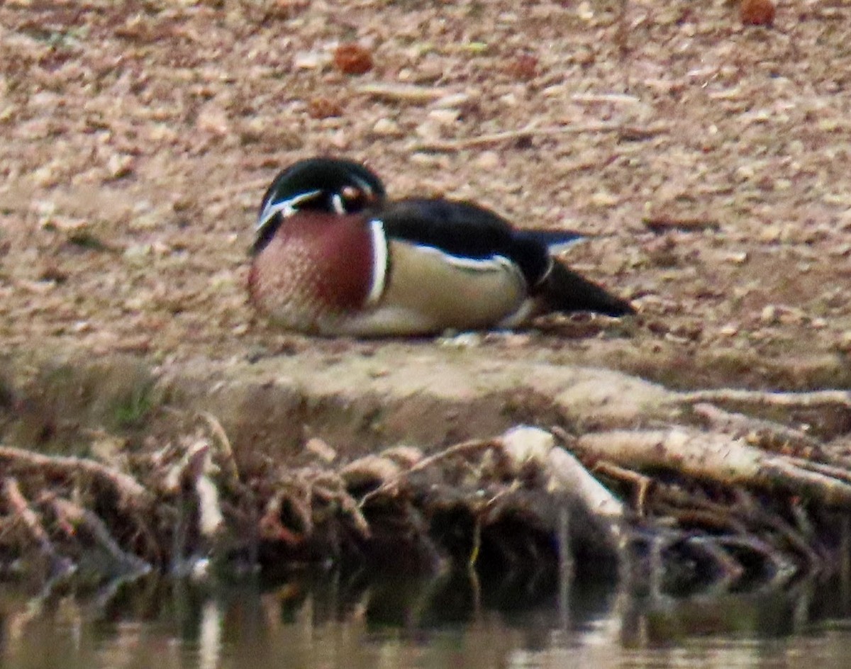Wood Duck - ML440881681