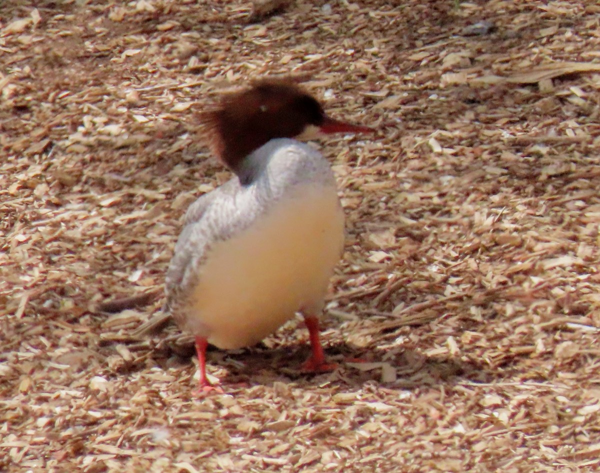 Common Merganser - ML440881881