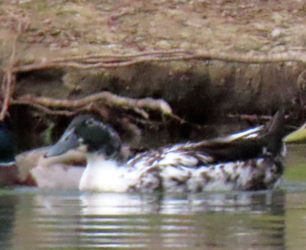 Muscovy Duck (Domestic type) - ML440881951